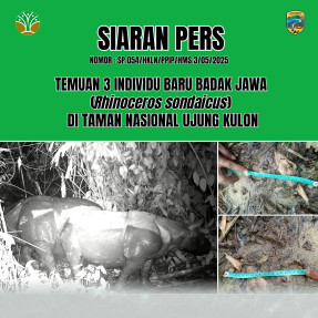 temuan-3-individu-baru-badak-jawa-(rhinoceros-sondaicus)--di-taman-nasional-ujung-kulon